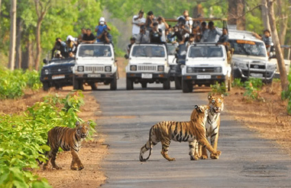 Ooty Sam Tours & Travels